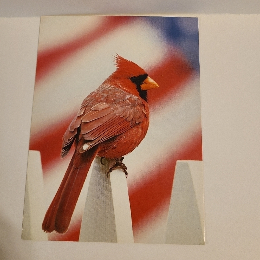 Vintage PVA Paralyzed Veterans Of America Red Cardinal Blank Card - New